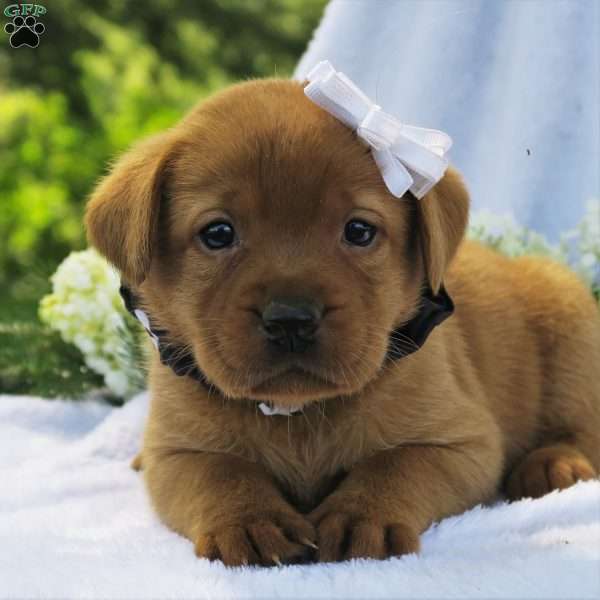 Misty Dawn, Fox Red Labrador Retriever Puppy